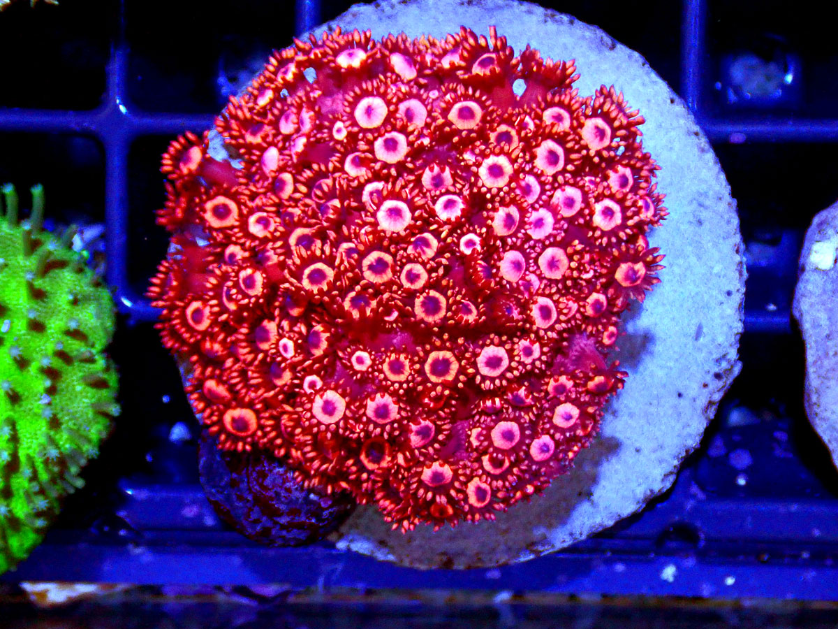 楽天市場】【サンゴ】 コモンサンゴ ウスコモンサンゴ レッド カット