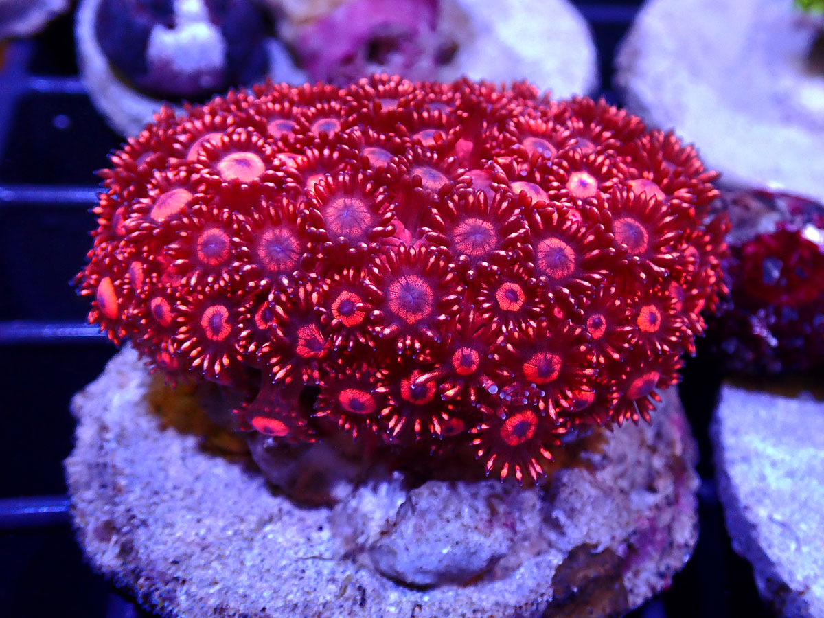 ウスコモンサンゴ　レッド　2つセット 楽天市場】【サンゴ】 コモンサンゴ ウスコモンサンゴ レッド カット