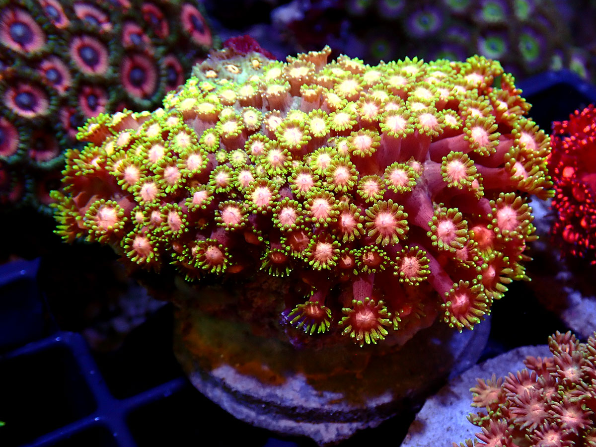 楽天市場】【サンゴ】 コモンサンゴ ウスコモンサンゴ レッド カット