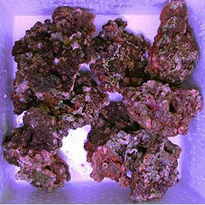 楽天市場】【5】発送要相談 人工ライブロック 擬岩 1ピース 90cm