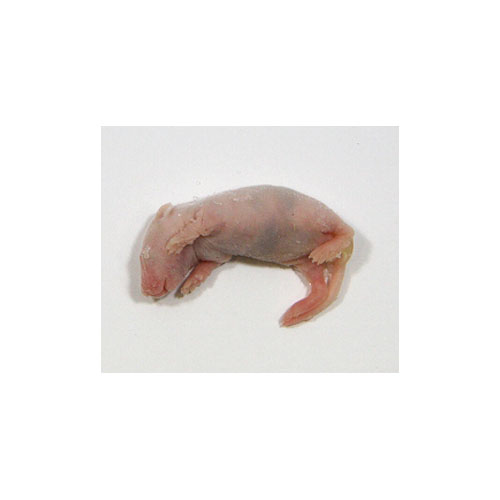 楽天市場】【冷凍】冷凍ウズラ ヒナ 10羽パック（T2）【クール便発送