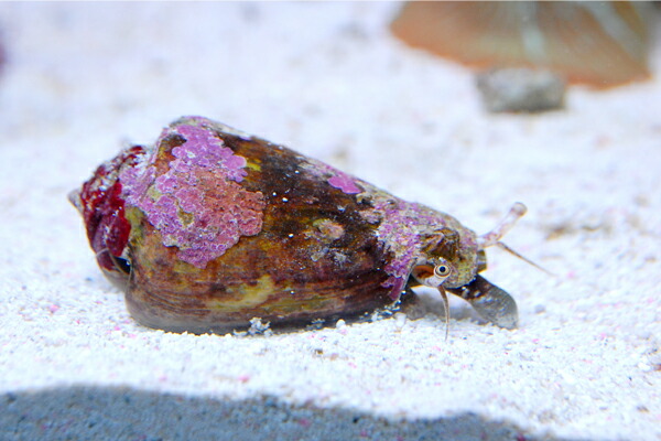 ライブロック　11kg 2025.9.11 #ロックのほそ道 2025 📸 宮城・SENDAI GIGS 初出演！ご来場