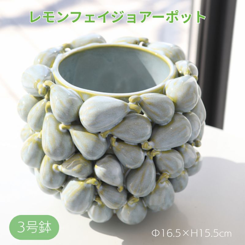 フェイジョアーポット