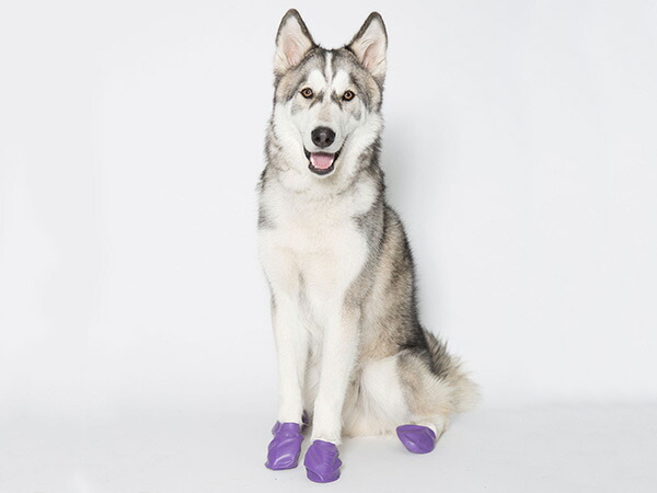 犬 シューズ ブーツ 使い捨て 肉球保護 お散歩 防水 ポウズ Pawz ラバードッグブーツ パープル Lサイズ 大型犬用 当季大流行
