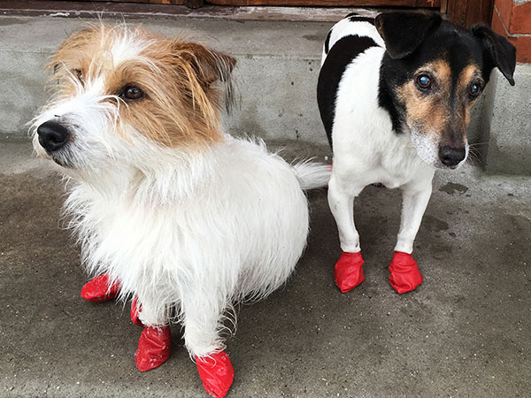 犬 シューズ ポウズ ブーツ 肉球保護 ラバードッグブーツ 防水 Pawz お散歩 使い捨て