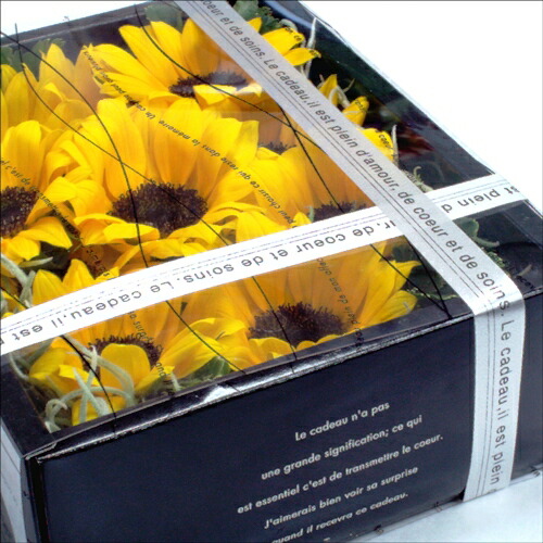 FOCUS ON - NIJISANJI SINGLE COLLECTION - 本間ひまわり｜にじ