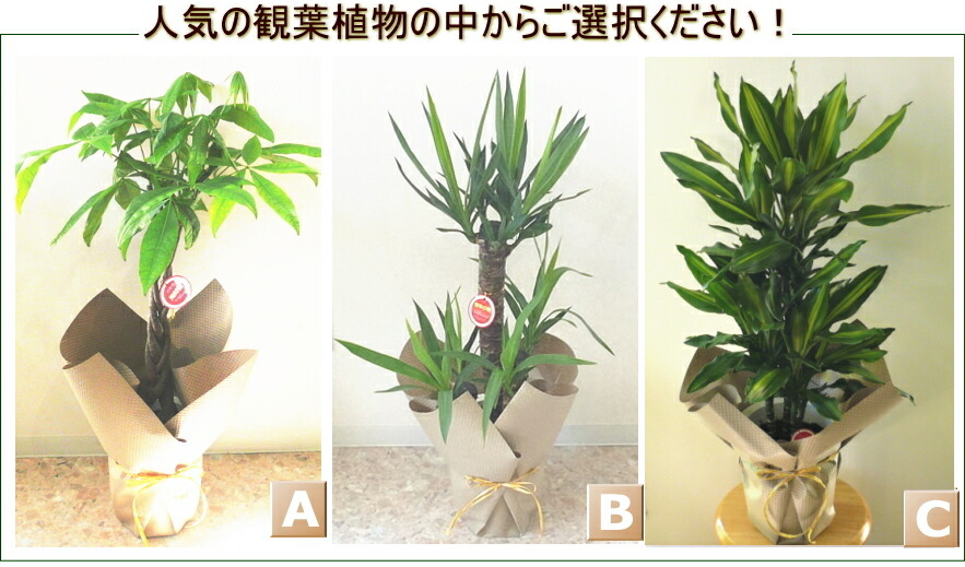 観葉植物パキラ7号