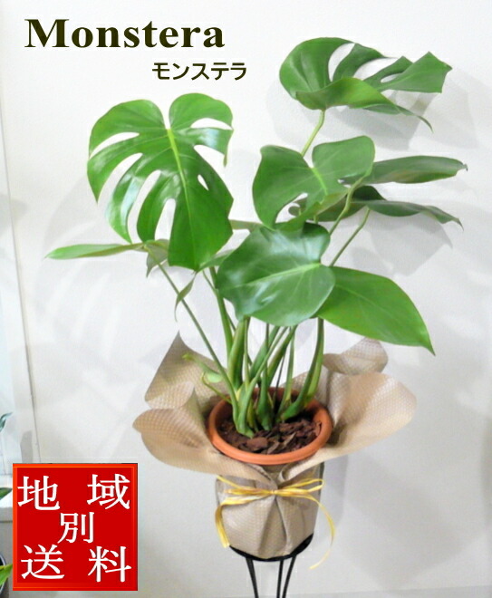 観葉植物 珍しい モンステラ 6号