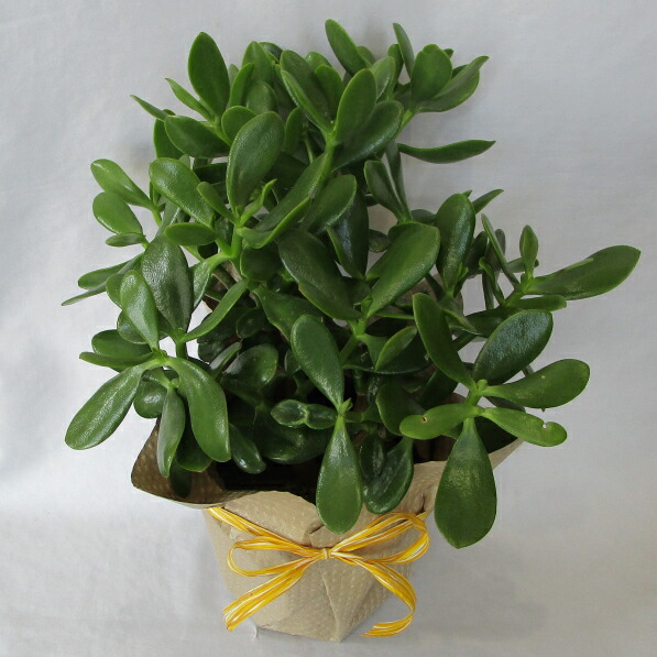 楽天市場】縁起の良い職部で金運アップだ2024年10月花芽付き 金