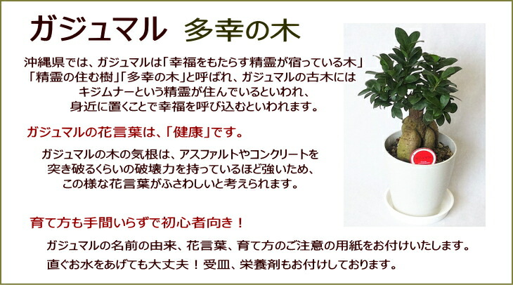 観葉植物 ガジュマル 6サイズ 多幸を呼び込む心霊が住する天然木 退職御祭 開店祝い 建築祝い 生れでる開催日 お中元 Nobhillmusic Com