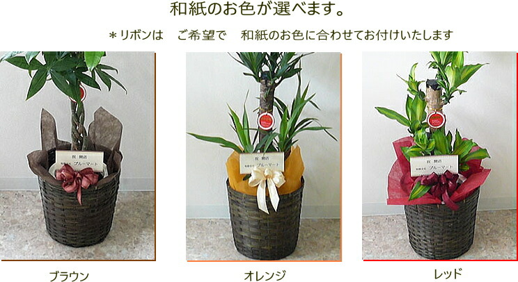 パキラ 7号 鉢カバー 受皿付 観葉植物 パキラ アクアティカ 発財樹 開店祝い インテリア 開業祝い 人気 誕生日 新生活 引越し祝い オフィス あす楽対応 花言葉 快活 勝利 Giosenglish Com