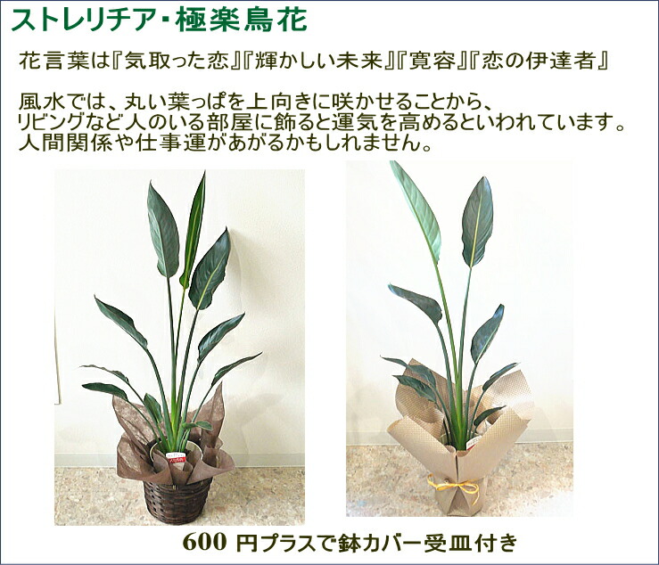 中古 インポート物件 未運用未開封 90上向き角度の思い掛ずたオスコネクタ好い目 504 15フート割り増し金shielded Hd15 Mm Sxgaモニター電纜に経過ケーブル