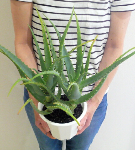 楽天市場 観葉植物 アロエ ５号 2個セット 医者いらず 新築祝い 誕生日 フラワーギフト ブルーマート