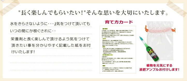 観葉植物パキラ7号あす楽【開店祝い】【新築祝い】【誕生日】【退職祝い】