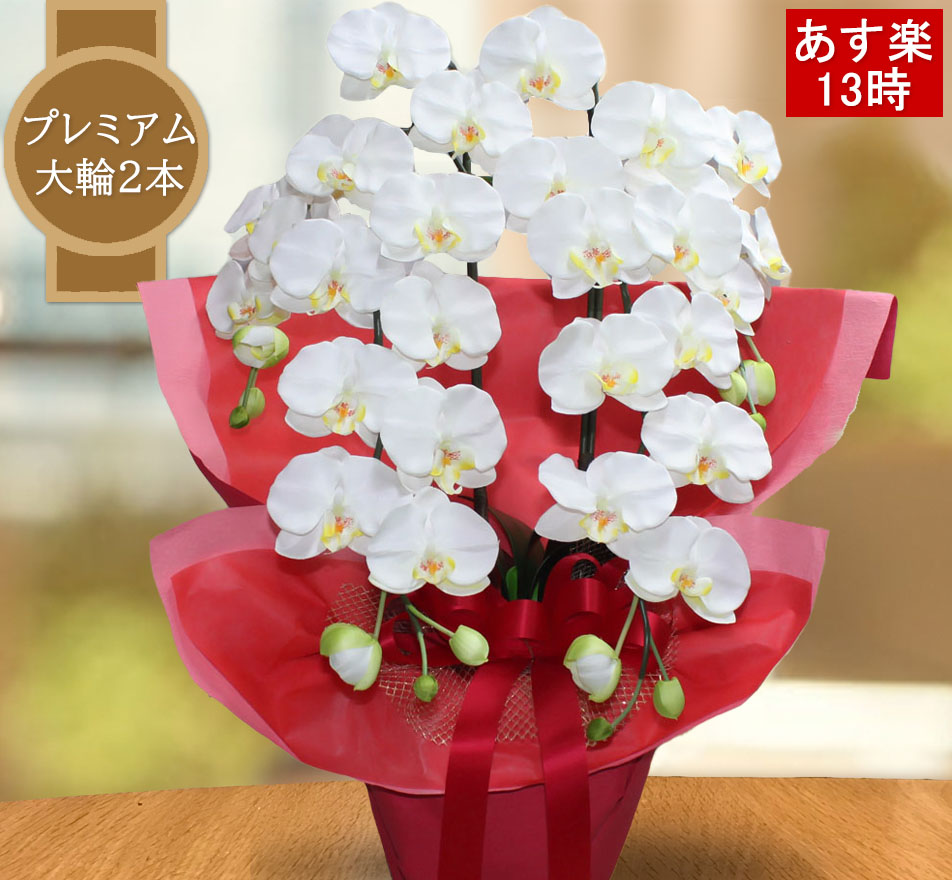 希少 母の日 遅れてごめんね ギフト プレゼント 胡蝶蘭 あすに届ける お祝い 造花 光触媒 プレミアム 2本 ホワイト イエロー ワイン 紫 黄 祖母 祖父 誕生日 開店 開業 開院 インテリア 床の間 ホテル 木札 ココキャンフラワー 初回限定 Www Lexusoman Com