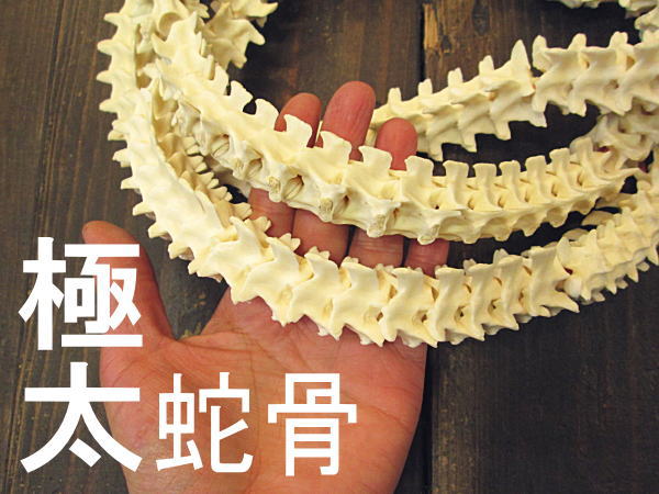 長虫骨組織 蛇 ボーン 材 自然状態品物 大きい凄烈 細工物 ウォレットチェーンストアなど 使用方向は随意 ビーズ Leafgroup Com My