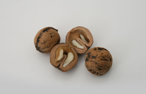 楽天市場 岩手のくるみ 1kg 国産 殻付き メール便非対応 胡桃 クルミ くるみ 1kg 国産 殻付き Designshop