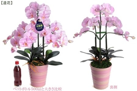 光触媒胡蝶蘭光触媒胡蝶蘭 ローズの陶器 桜色の花 鉢花h100 009 植木鉢メダカ鉢花 観葉植物七輪のどっちゃん綺麗で丈夫な三河陶器で贈る大輪シリーズ