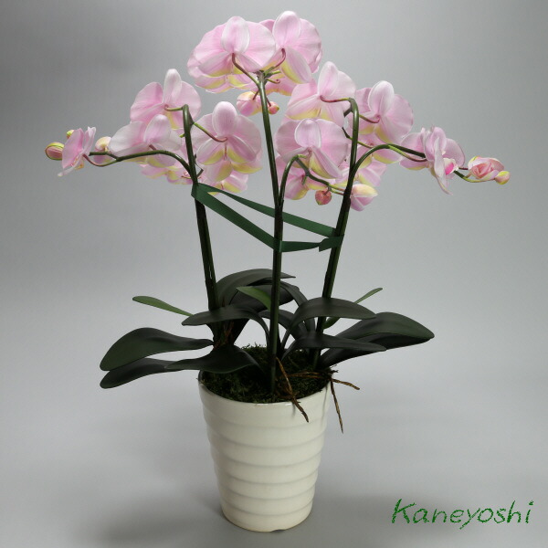 空気清浄効果お手入れ不要のお花を贈ってみませんか花 観葉植物お祝い造花花造花ギフト新築記念品出産誕生日結婚式発表会新築開店祝光触媒胡蝶蘭大輪 空気清浄効果お手入れ不要のお花を贈ってみませんか花 観葉植物お祝い造花花造花ギフト新築記念品出産誕生日結婚式発表会新築開店祝光触媒胡蝶蘭大輪