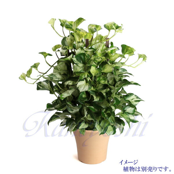楽天市場 安くて丈夫 おしゃれ 植木鉢 陶器 サイズ ２３cm ローズ 白焼 ７号 植木鉢 メダカ鉢 七輪のどっちゃん