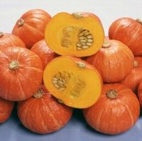 ミニカボチャ種子 みかど協和