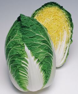 白菜種子 タキイ種苗 晴黄65 ペレット5000粒｜ｅ-たねや