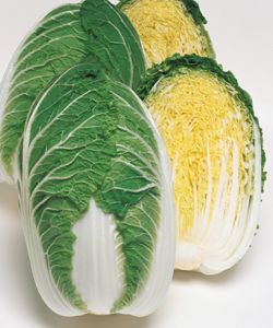 白菜種子 タキイ種苗 晴黄75 ペレット5000粒｜ｅ-たねや