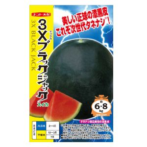 スイカ 3Xブラックジャック 苗　35本 3Xブラックジャック（シードレス西瓜） - 家庭de菜園～うぇ