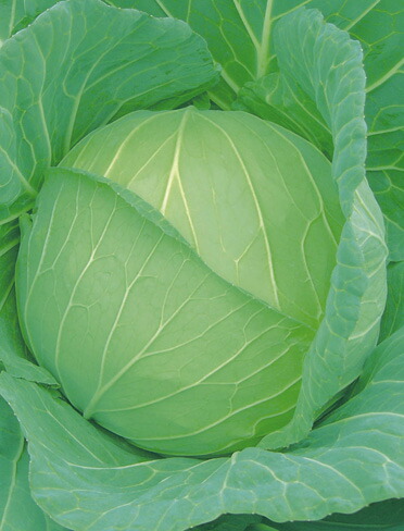 玉菜内果皮 日本農業社 晩生藍宝ひかり ペレット5000粒