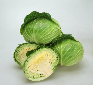 玉菜内果皮 カネコ種苗 ひなの ペレット5000粒