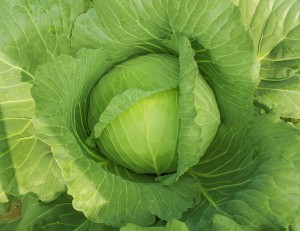 玉菜内果皮 カネコ種苗 福洸 ペレット5000粒