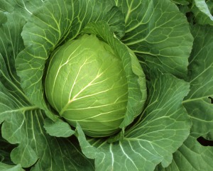 甘藍内果皮 カネコ種苗 いそかぜ ペレット5000粒