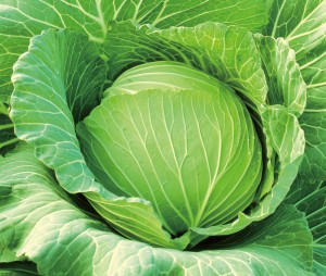 玉菜内果皮 カネコ種苗 かんなみ ペレット5000粒