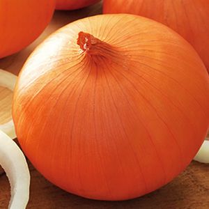 楽天市場】ファイトリッチシリーズ タキイ種苗 タマネギ種子 ケルたま