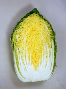 白菜内果皮 カネコ種苗 黄望峰65 ペレット5000粒