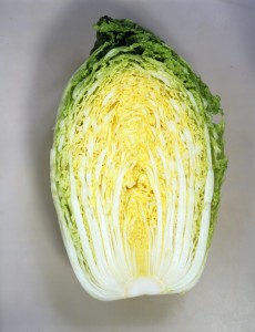 白菜内果皮 カネコ種苗 黄望峰80 ペレット5000粒