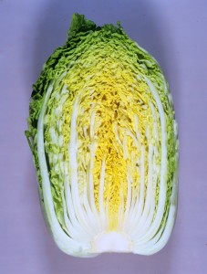 白菜内果皮 カネコ種苗 黄望峰90 ペレット5000粒