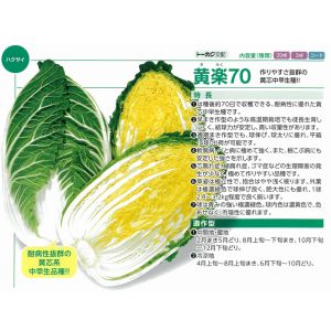 白菜内果皮  トーホク  黄楽70 厚地の外套5000粒