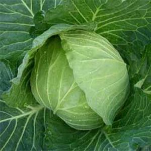 玉菜内果皮 渡辺農事 きよらか 厚地の外套5000粒
