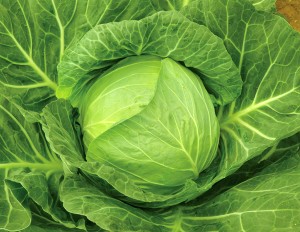 玉菜内果皮 カネコ種苗 色取り ペレット5000粒