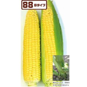 玉蜀黍内果皮 トキタ種苗 ミルキースイーツ88ＳＴ 2000粒