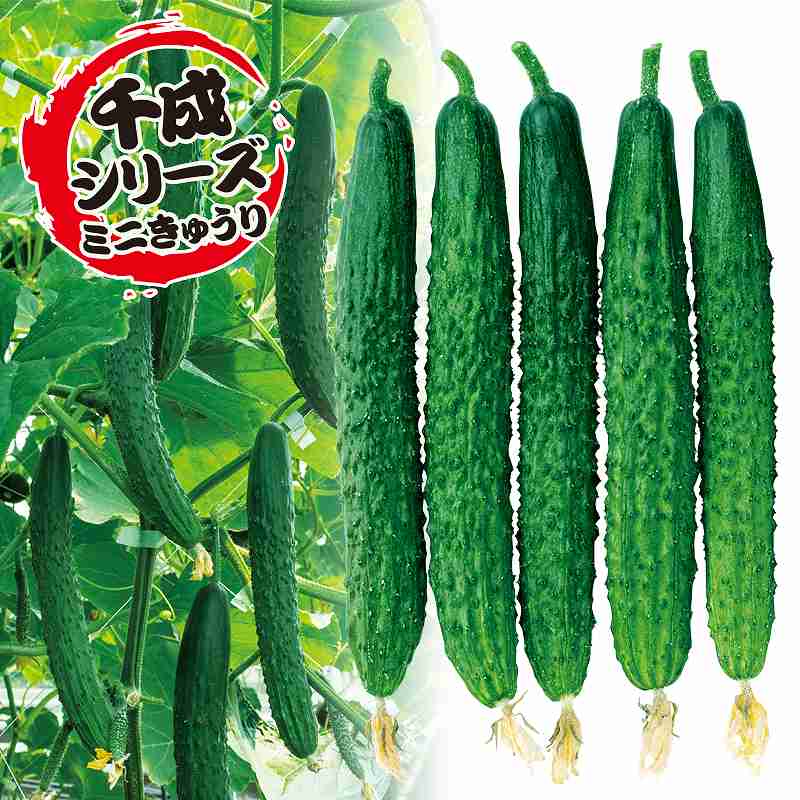 胡瓜種子 中原採種場 カリット四葉 500粒|e-たねや