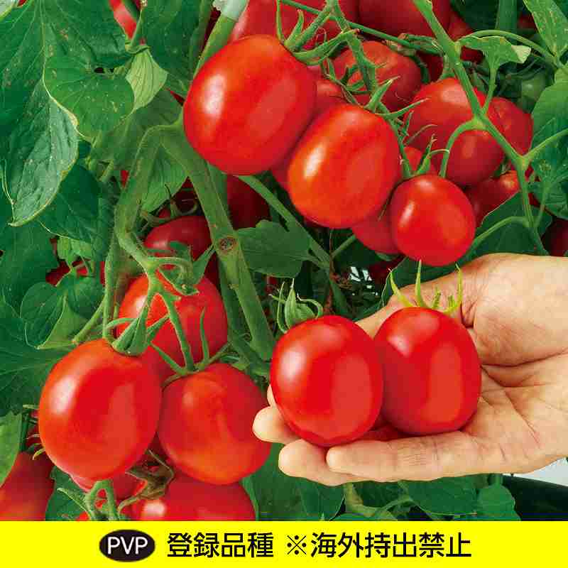 赤茄子内果皮  中原採種場  すずごま  1000粒
