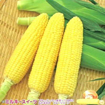 楽天市場】とうもろこし種子 ナント種苗 おおもの83 2000粒 : e 楽天市場】とうもろこし種子 ナント種苗 おおもの83 2000粒 : e
