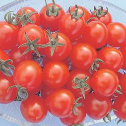 ミニ赤茄子内果皮  トキタ種苗  サンチェリーエキストラ 1000粒