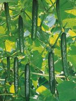 黄瓜内果皮  ときわ修める場  ときわ333 350粒 種子-野菜の種子