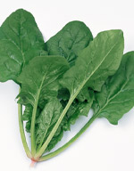 ほうれん草種子 サカタのタネ トラッドセブン 野菜の種 M3万粒
