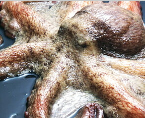 【送料無料】「活・たこ　５Ｋｇ１匹」お刺身用　ミズダコか真たこ 　【smtb-TK】【smtb-tk】【k】 　 【楽ギフ_包装】【楽ギフ_のし】 【楽ギフ_のし宛書】【RCP】　10P05Sep15