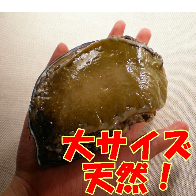 注目ブランド 数量 期日限定 活 天然 蝦夷 アワビ 大サイズ １kg お刺身用 北海道 函館直送 達人レシピ北海道産 10p26mar16 Fucoa Cl