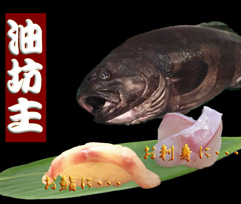 【希少★予約販売】【送料無料】　油坊主（約８K）　||北海道　函館産|| 【楽ギフ_包装】【楽ギフ_のし】 【楽ギフ_のし宛書】【RCP】10P03Sep16